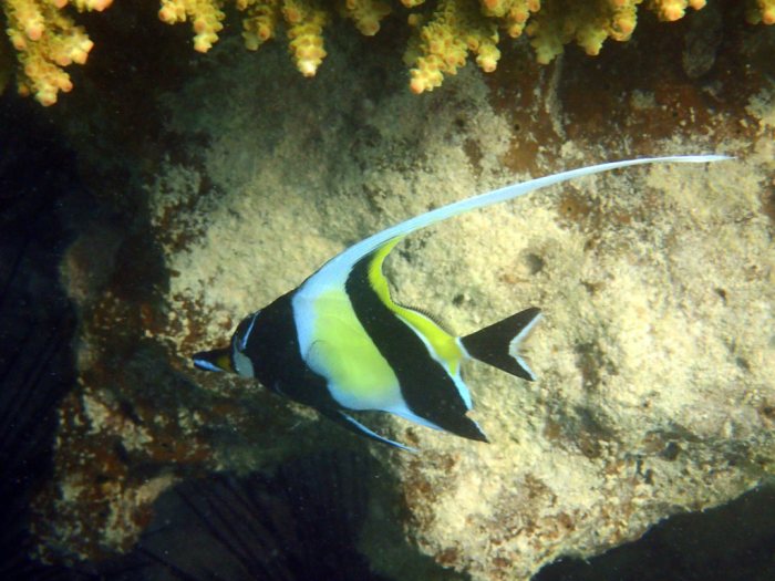 Zanclus cornutus