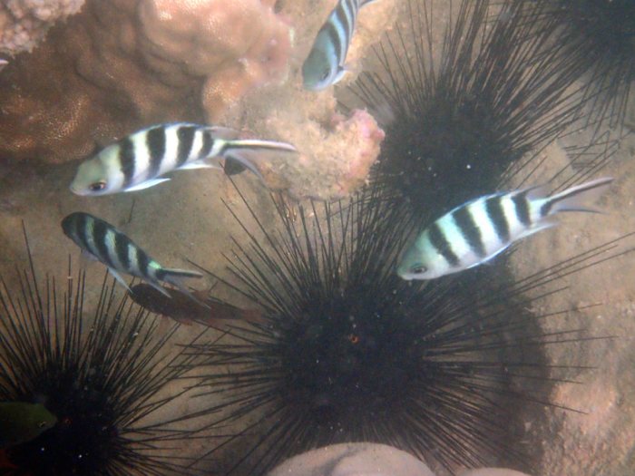 Abudefduf sexfasciatus