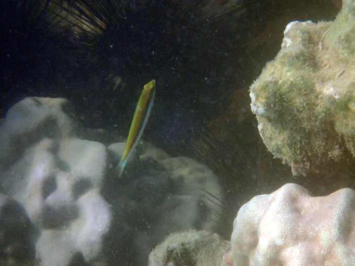 Thalassoma lutescens