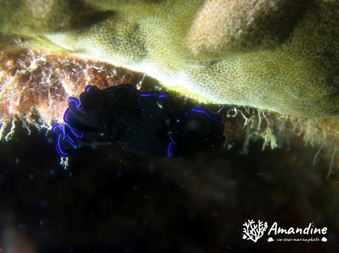 Pseudoceros sapphirinus