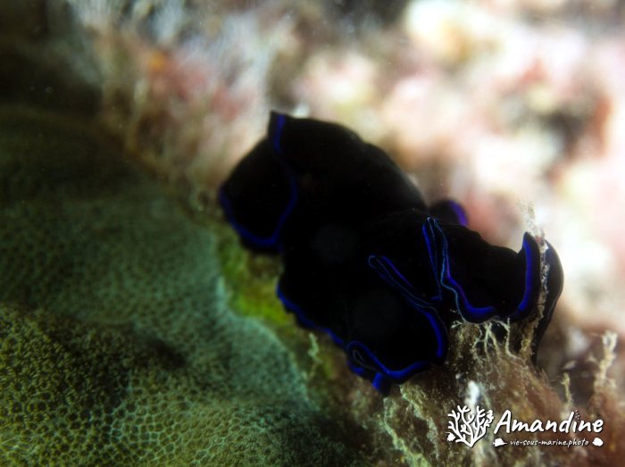 Pseudoceros sapphirinus