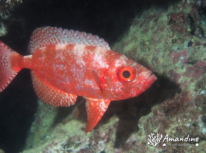 Priacanthus hamrur