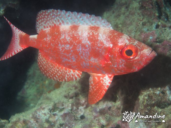 Priacanthus hamrur