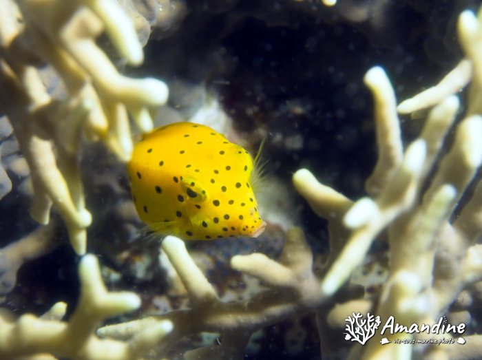 Ostracion cubicus