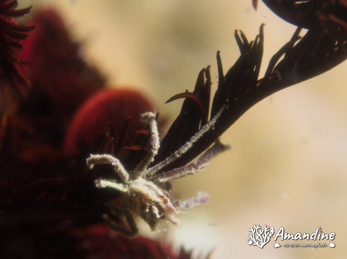Tiaramedon spinosum