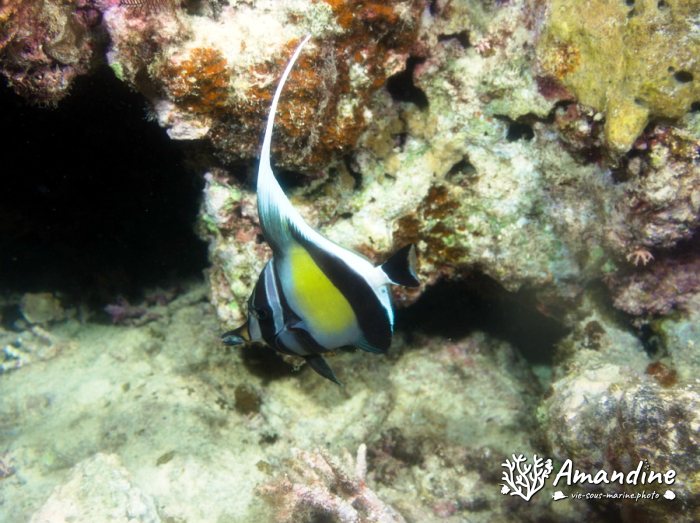 Zanclus cornutus