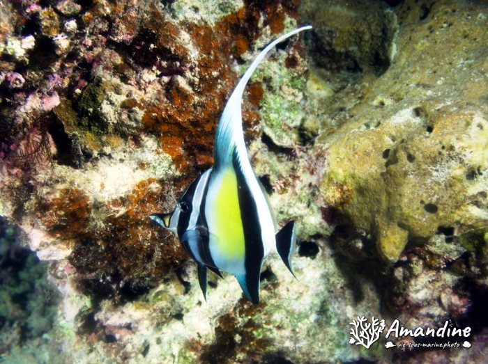 Zanclus cornutus