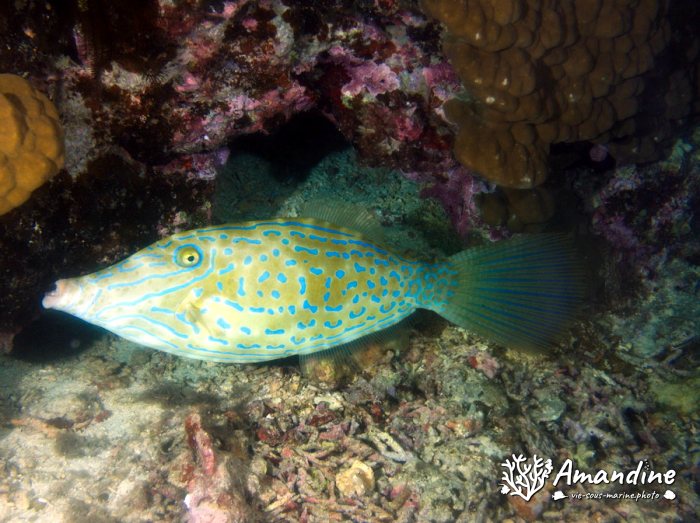 Aluterus scriptus