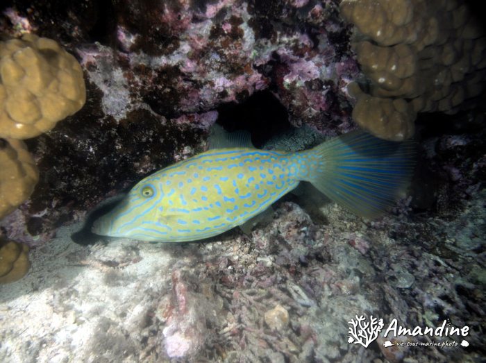 Aluterus scriptus