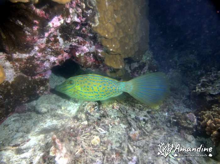 Aluterus scriptus