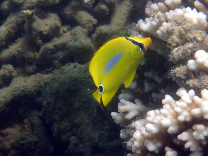 Chaetodon plebeius