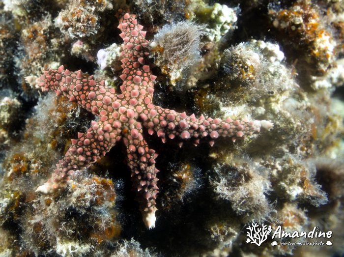 Étoile de mer