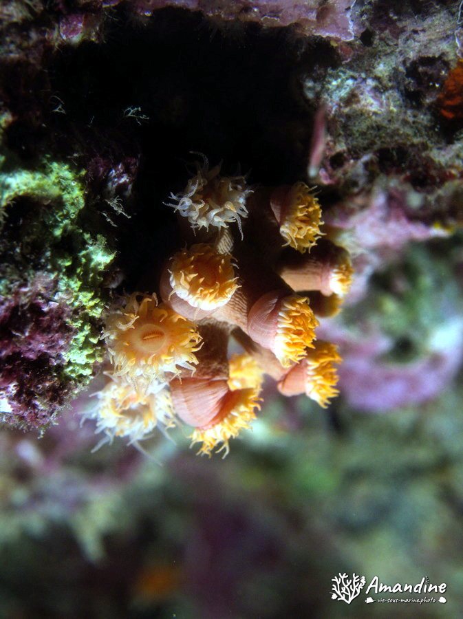 Corail dur