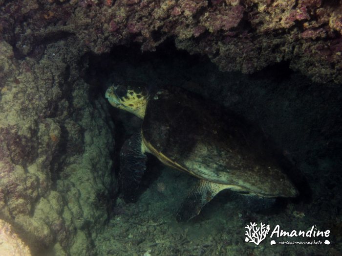 Caretta caretta (tortue grosse tête)