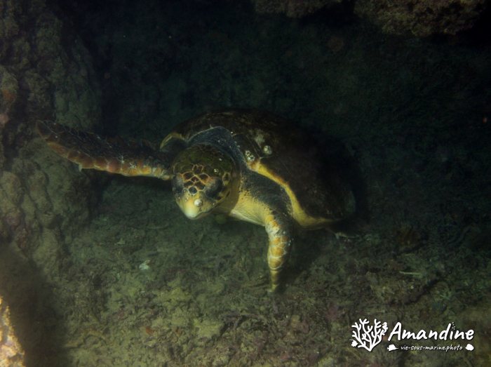 Caretta caretta (tortue grosse tête)
