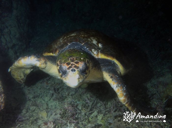 Caretta caretta (tortue grosse tête)