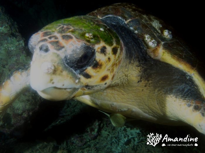 Caretta caretta (tortue grosse tête)