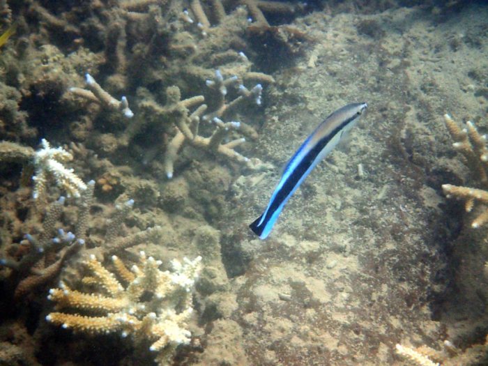 Labroides dimidiatus
