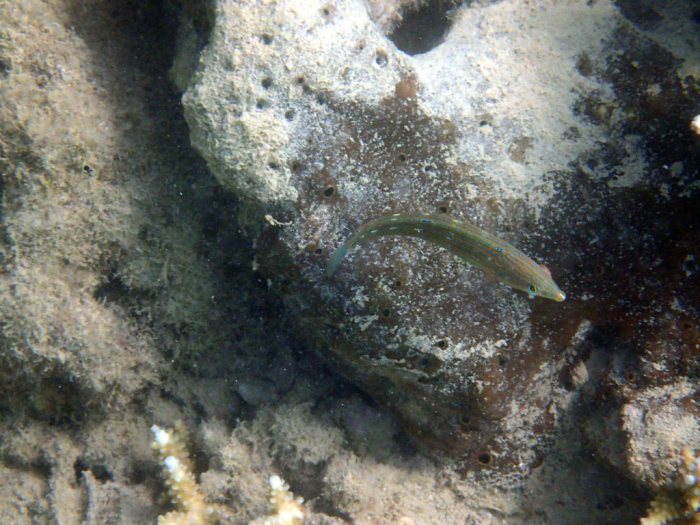 Halichoeres richmondi
