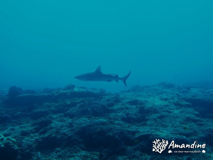 Requin gris de récif
