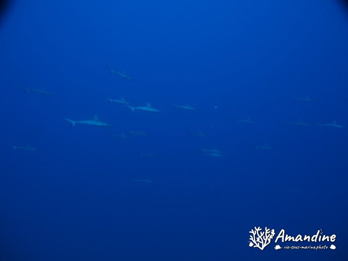 Requin gris de récif