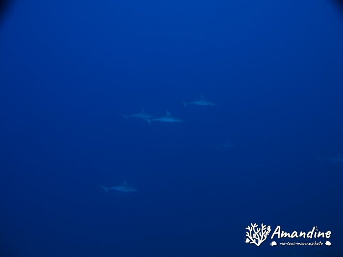 Requin gris de récif