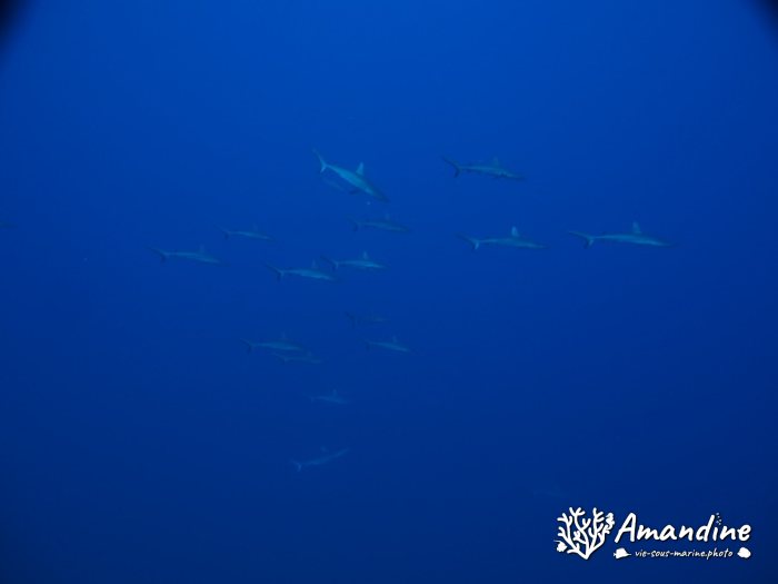 Requin gris de récif