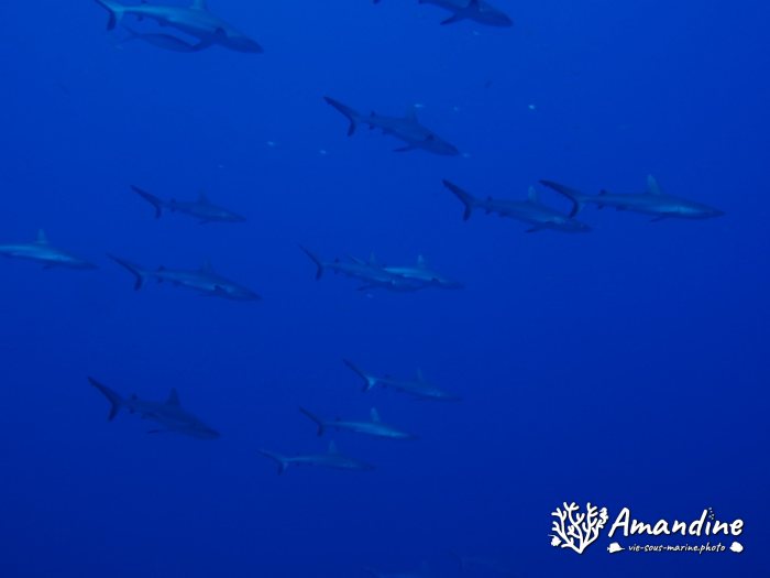 Requin gris de récif