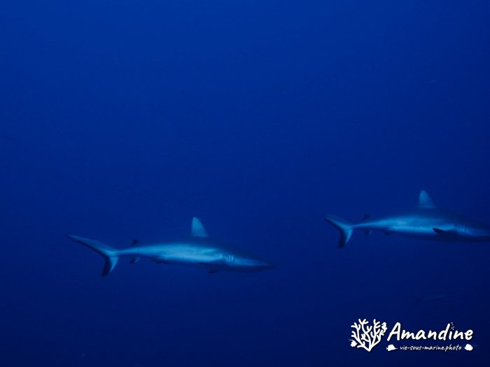 Requin gris de récif