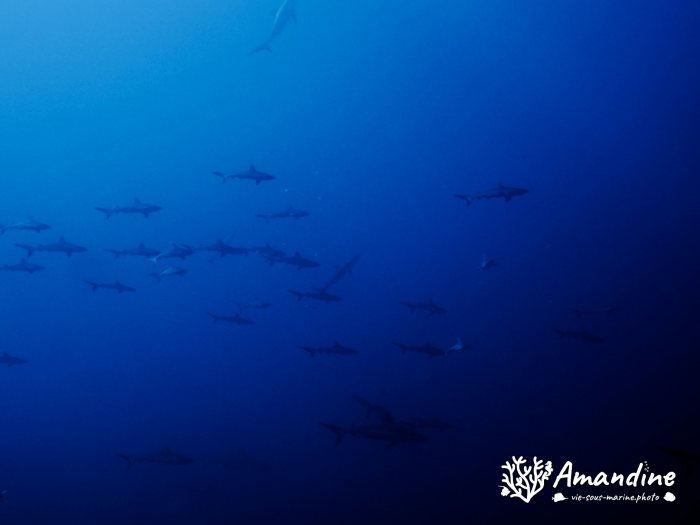 Requin gris de récif