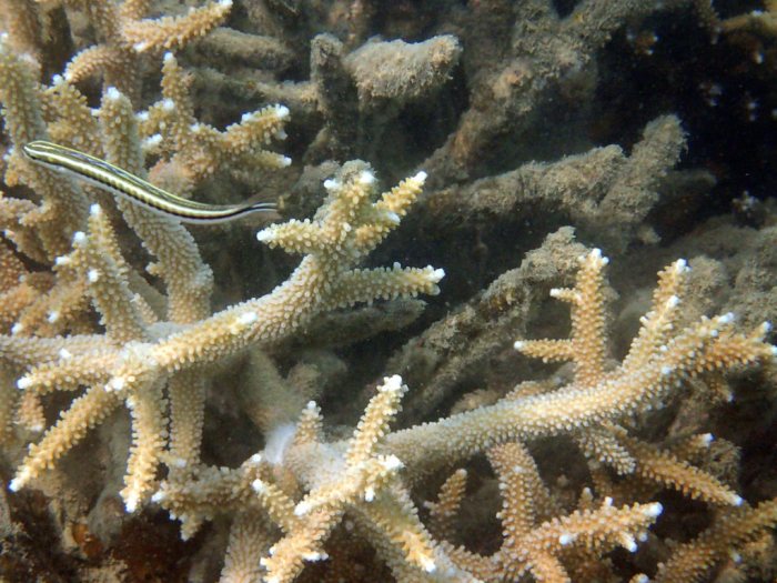 Plagiotremus tapeinosoma