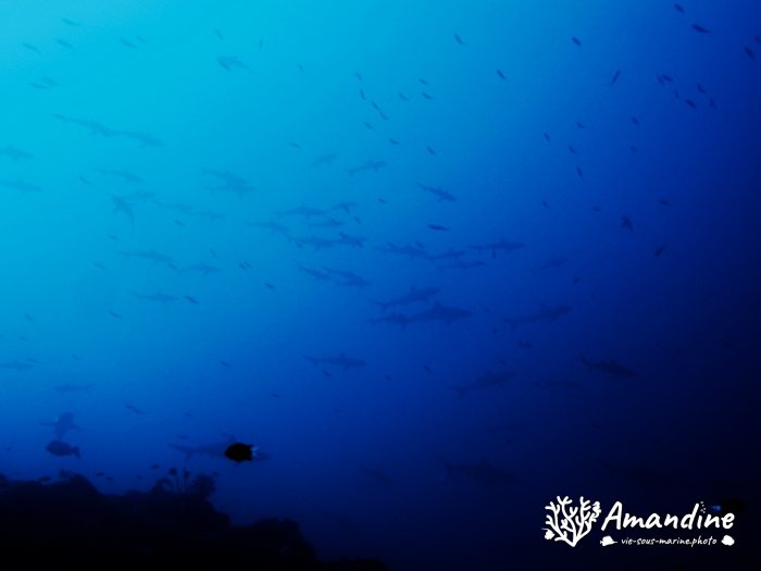 Requin gris de récif