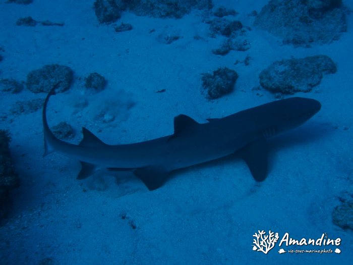 Requin à pointe blanche du lagon