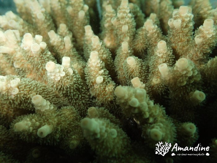 Corail dur