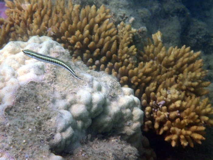 Plagiotremus tapeinosoma