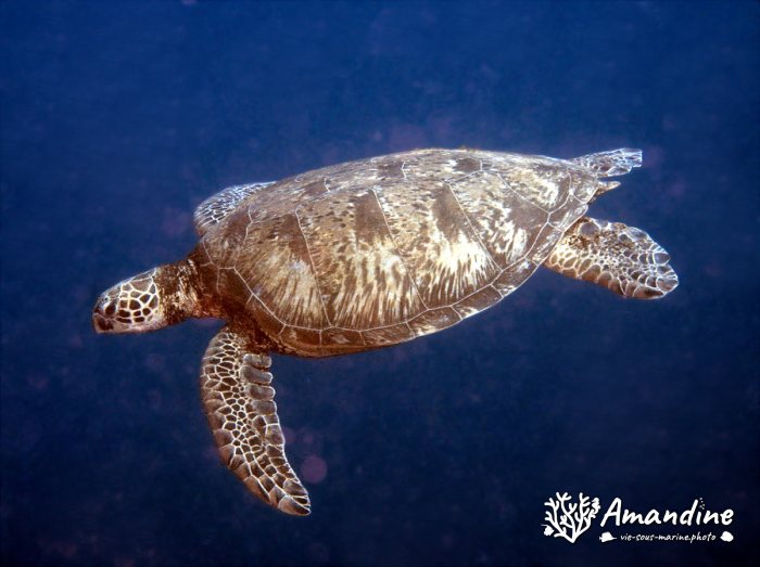 Chelonia mydas (tortue verte)