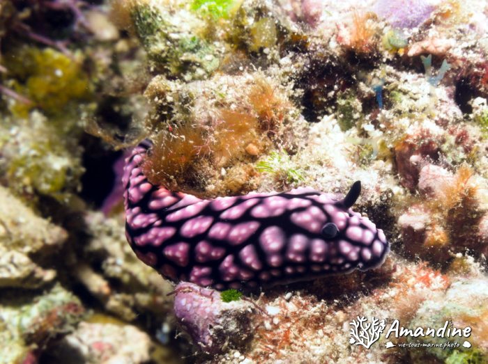 Phyllidiella pustulosa