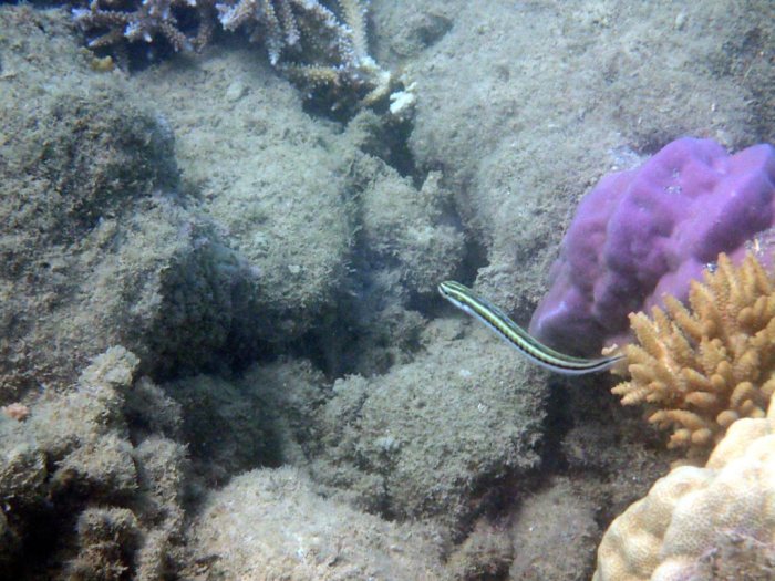 Plagiotremus tapeinosoma