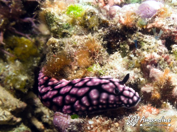 Phyllidiella pustulosa
