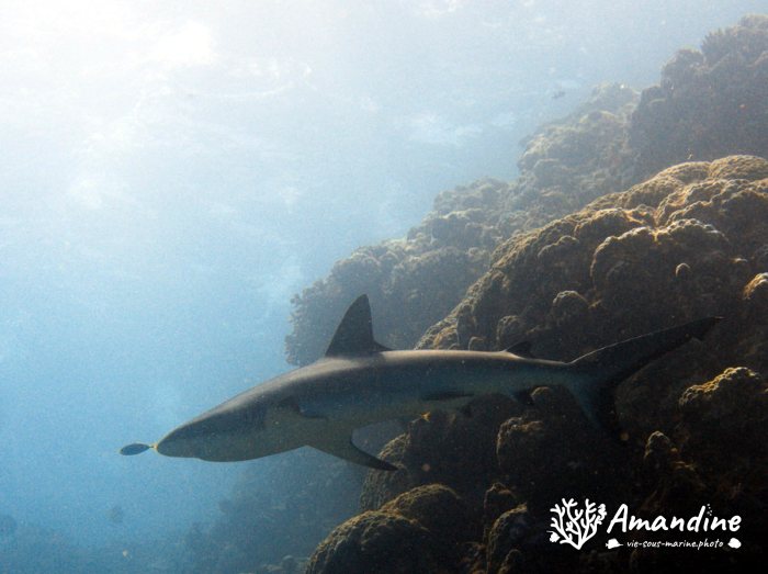 Requin gris de récif