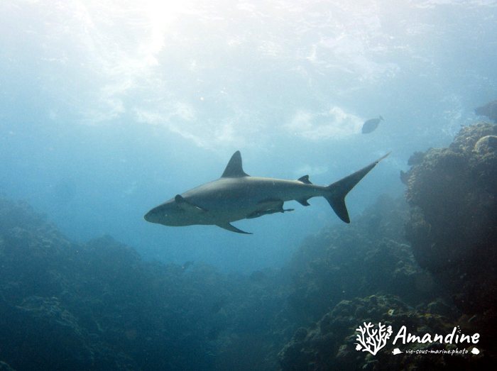 Requin gris de récif
