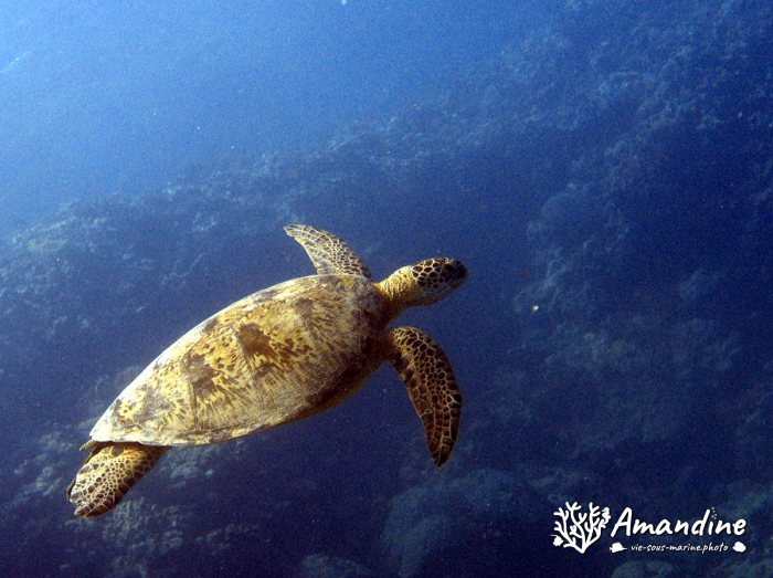 Chelonia mydas (tortue verte)