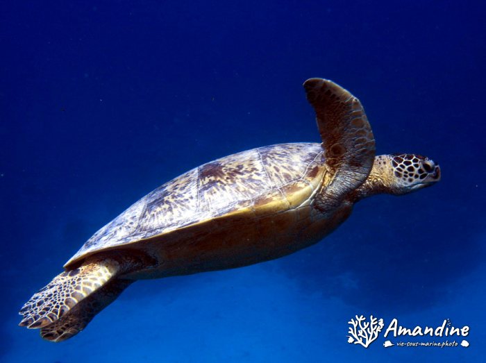 Chelonia mydas (tortue verte)