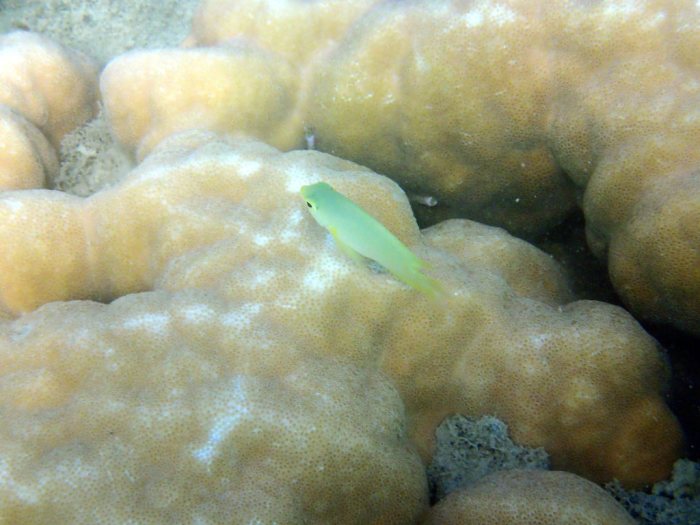 Amblyglyphidodon aureus