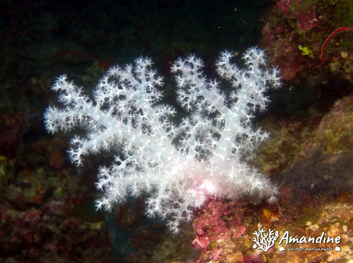 Dendronephthya sp.