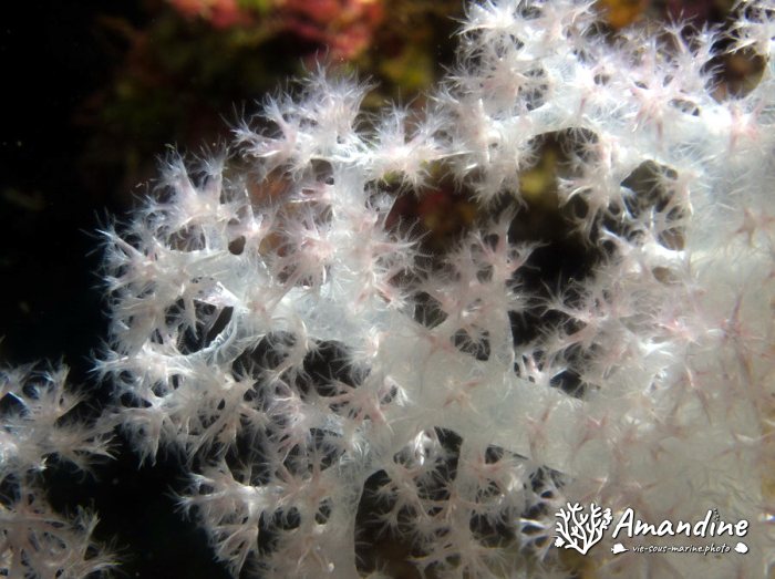 Dendronephthya sp.