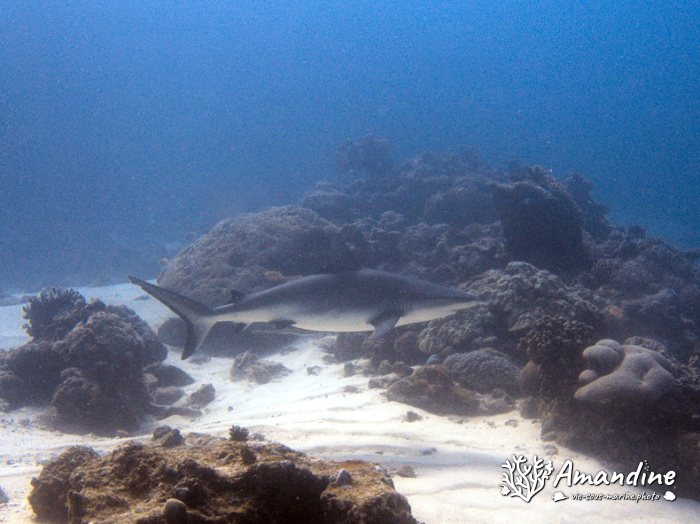 Requin gris de récif