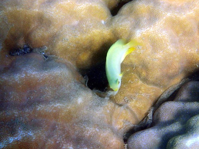 Amblyglyphidodon aureus