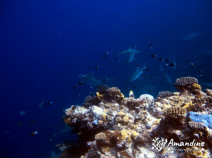 Requin gris de récif