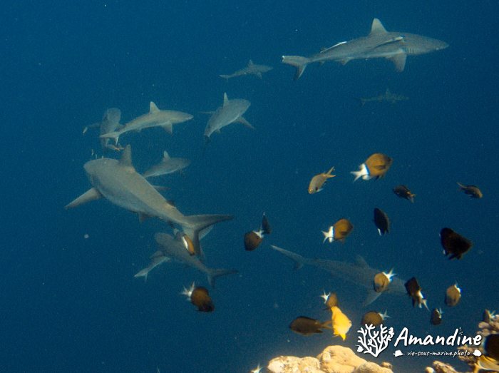 Requin gris de récif
